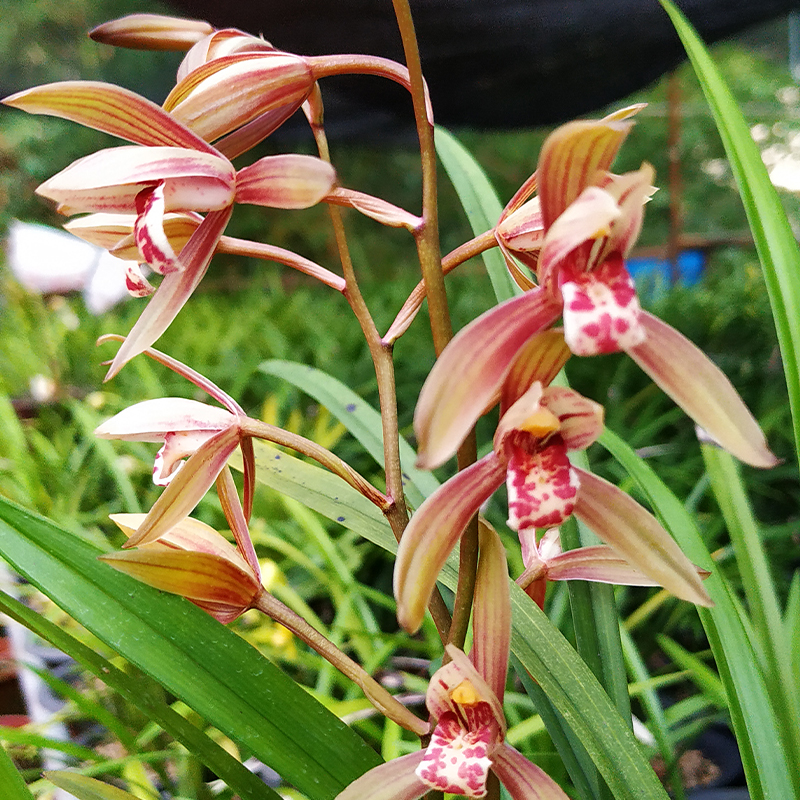 长江油洞兰花传统品种-1