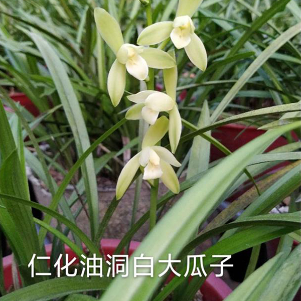 仁化油洞白兰（大瓜子）传统品种