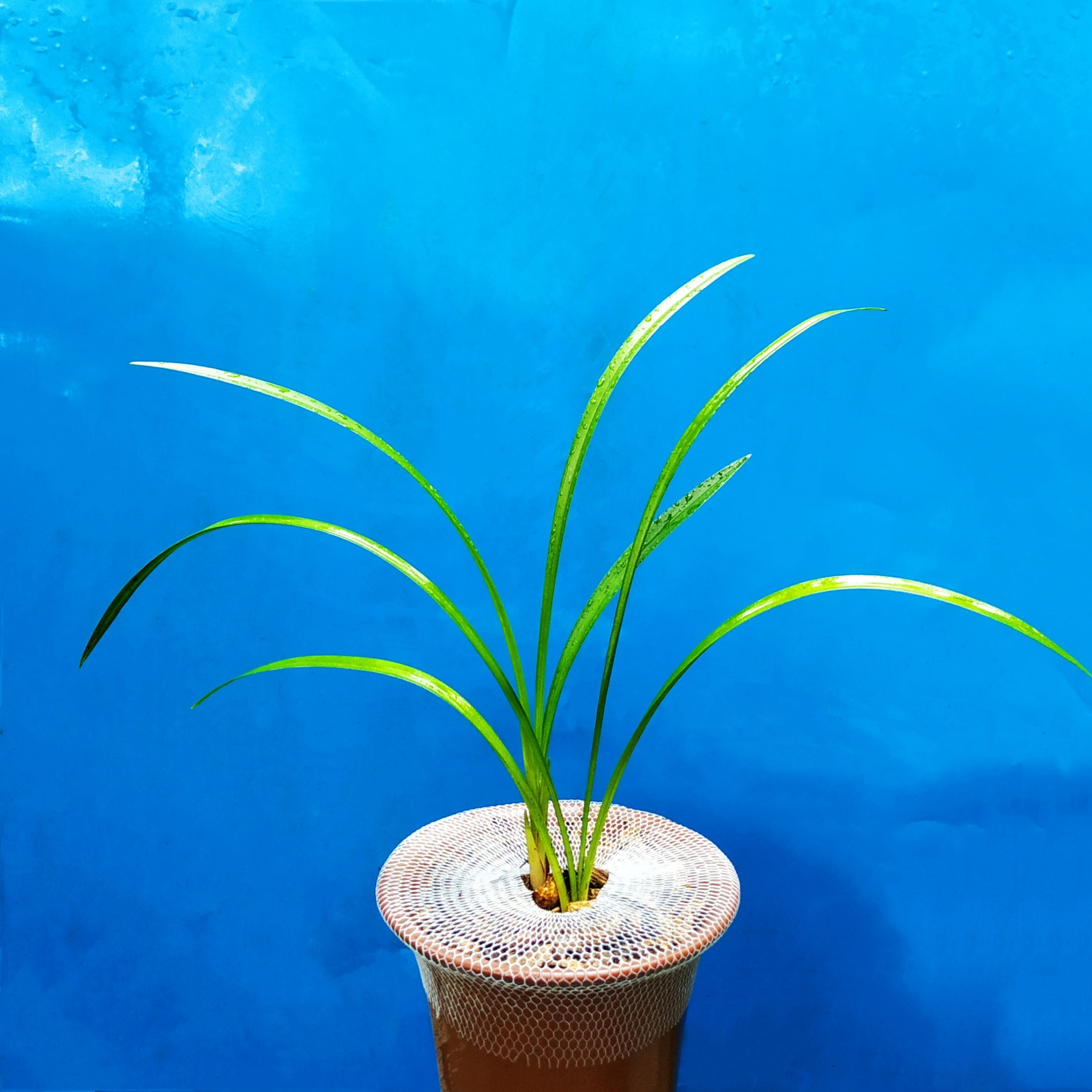 长江油洞白兰花（小瓜子）2苗
