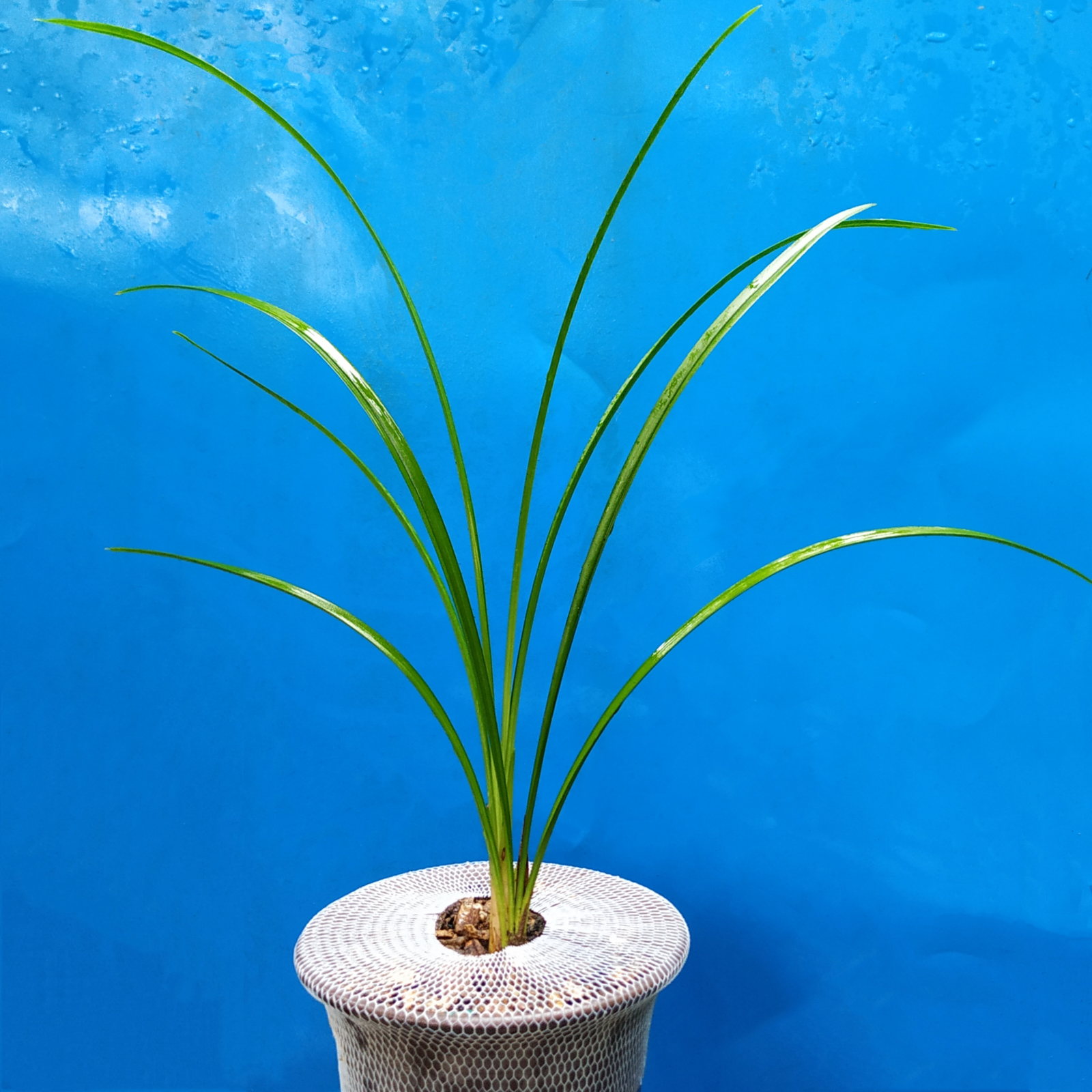 长江油洞白兰花（2苗）